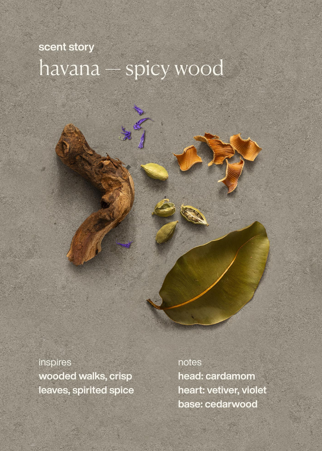 evolvetogether Natural Deodorant in Havana | Shop Tula